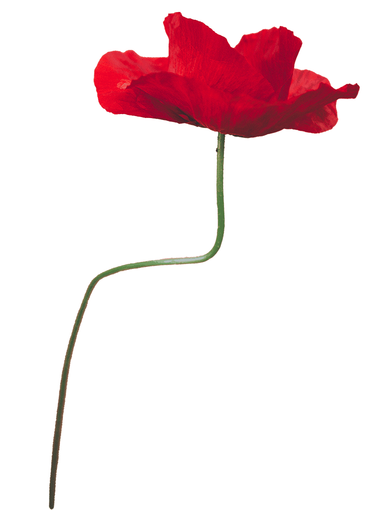 red flower